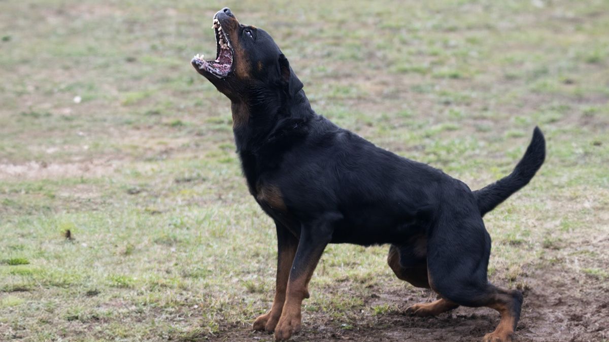 Pes na Trutnovsku zaútočil na muže, ukousl mu kus ucha